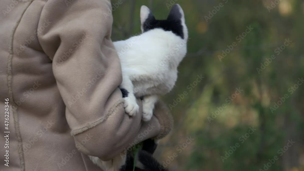 Woman walks with her fluffy cat on leash in forest on a green lawn. Cute kitten sitting on hands the owner. Pet care. Woman walks with her fluffy cat on leash in forest on a green lawn. Cute kitten sitting on hands the owner. Pet care.