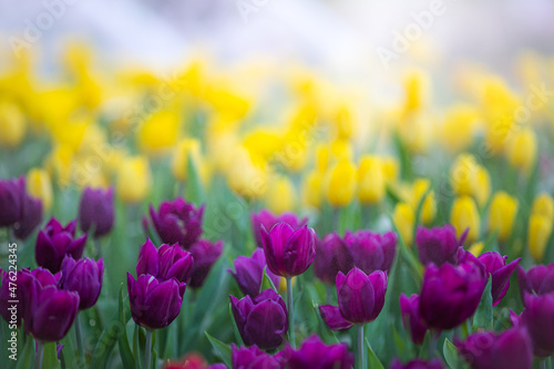 Amazing  purple tulip flowers blooming in a tulip field  against the background of blurry tulip flowers 