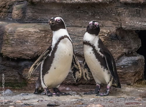 penguin Humboldt,little penguins for a walk 