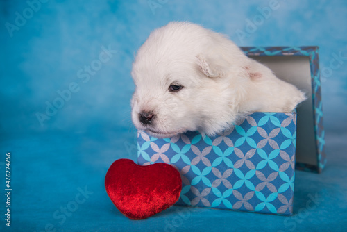 White fluffy small Samoyed puppy dog in a gift box