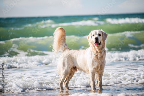 Dog golden retriever among the waves on the seashore.