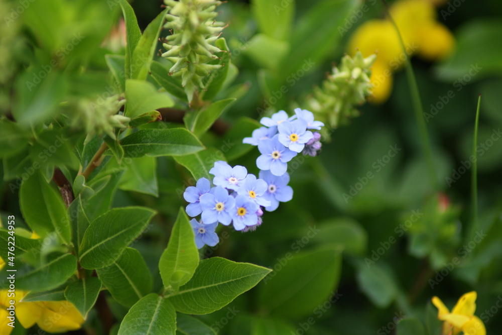 La mulattiera del Poviz
