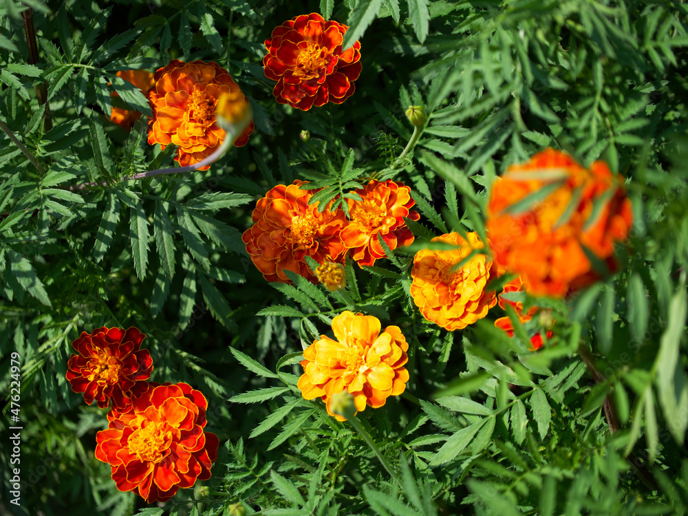 A bush of flowering marigolds. The marigold plant is blooming.