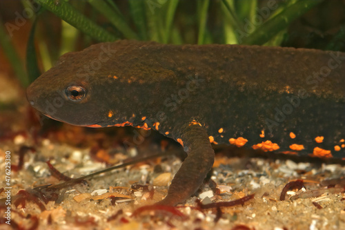 Closeup on an aquatic endangered Vietnamese Tam Dao newt Paramesotriton deloustali photo