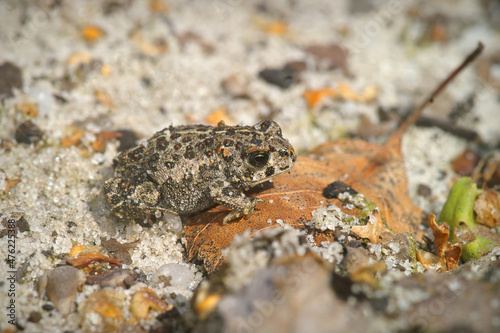 Closeup on a small juvenile Natterjack Toad, Bufo calamita, a rare and protected species photo