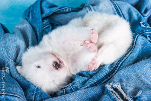 White fluffy small Samoyed puppy dog on blue jeans background © zanna_