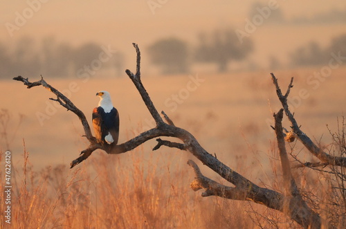 African fish eagle at sunset