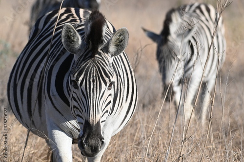 Zebras walking towards me
