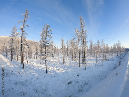 Winter forest, snow covered fir trees on the side of the mountain, Kolyma, Yakutia, Russia