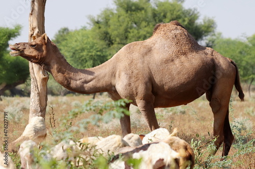 Female camel standing with a herd of goats in the forest  Rajasthan