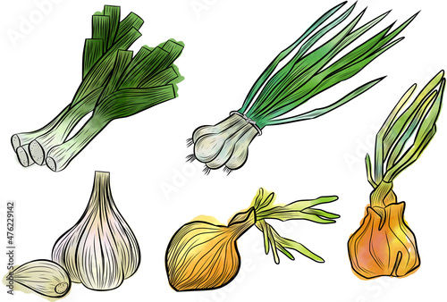 Vector set of vegetables. Onions, garlic, leeks in watercolor technique on an isolated white background
