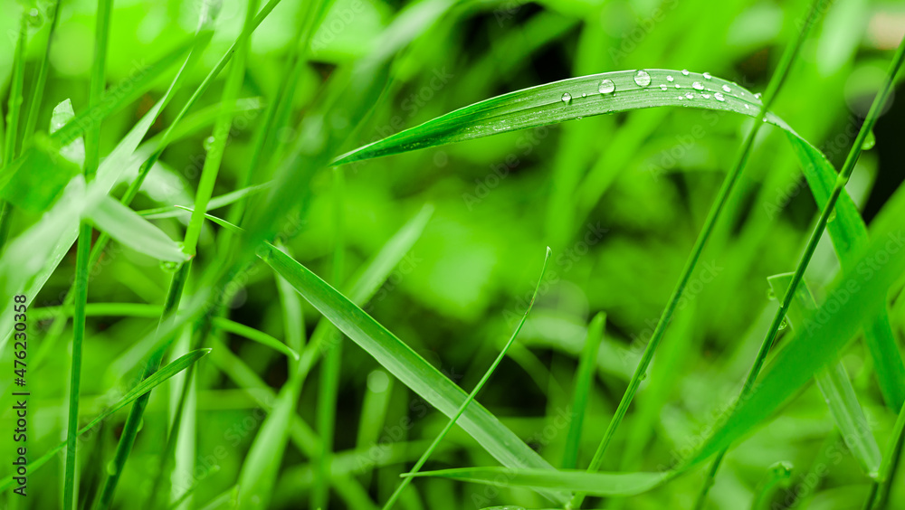 Natural green background with grass and rain dropds. Selec tive focus Natural green background with grass and rain dropds. Selec tive focus