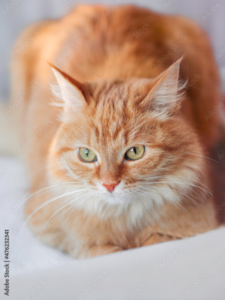 Curious ginger cat is lying in bed. Fluffy pet is relaxing on white linen. Funny domestic animal.