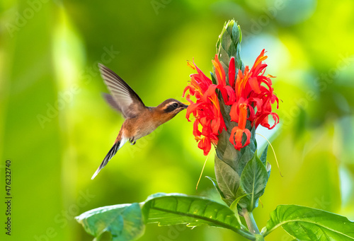 A tropical Little Hermit hummingbird, Phaethornis Longuemareus, feeding on the exotic Pachystachys flower in the rainforest of Trinidad and Tobago.