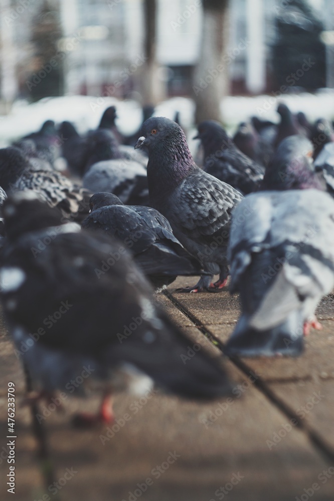 Obraz premium pigeons on the street