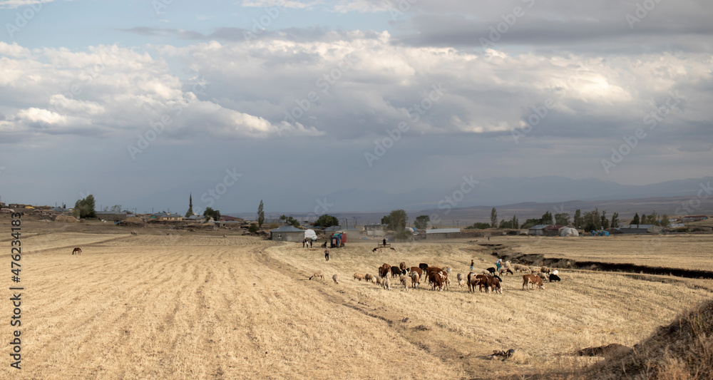 Wide view of the village and field at harvest time and herd of animals grazing in the field.