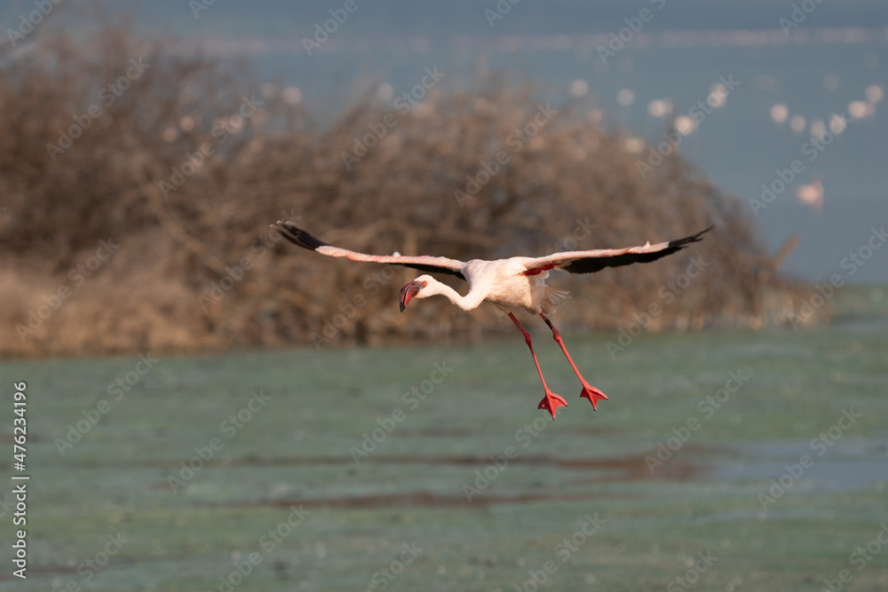 Fototapeta premium beautiful sunset over the lakes of Baringo with pink flamingos in the foreground