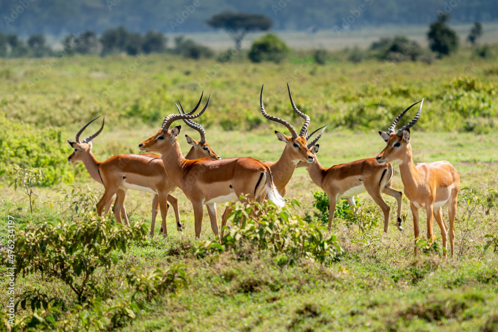 Impala (Aepyceros melampus) Maasai Mara, Kenya. Impala (Aepyceros melampus) Maasai Mara, Kenya.