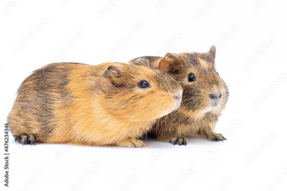 two brown Funny-looking guinea pig isolated on white two brown Funny-looking guinea pig isolated on white