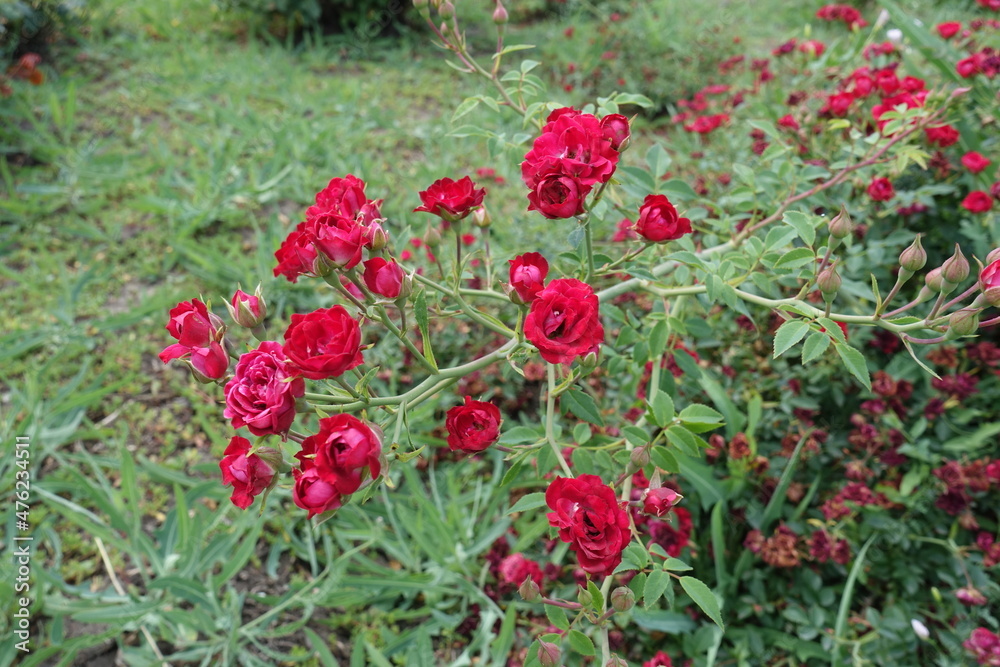 Thin branch of rose bush with small red flowers in June