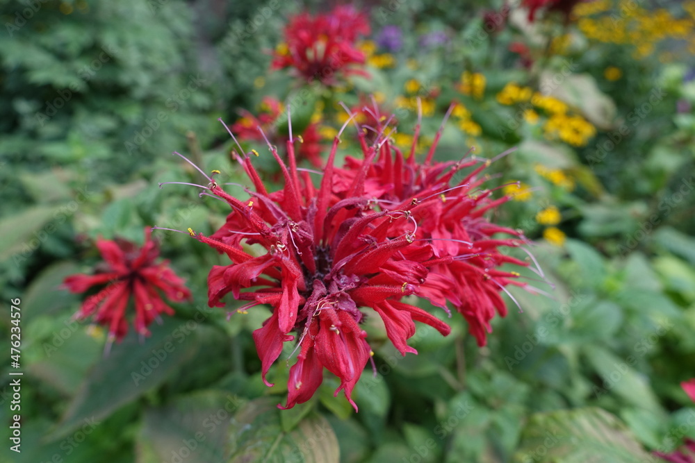 Closeup of bright red flowers of monarda in mid August Closeup of bright red flowers of monarda in mid August