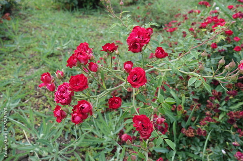 Thin branch of rose bush with small red flowers in June