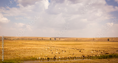 Sheeps aligned to drink in Dobrogea Armată de oi la adăpat 