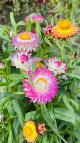 Closeup shot of colorful helichrysum flowers