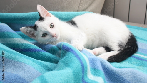 adorable chaton noir et blanc se reposant sur sa couverture
