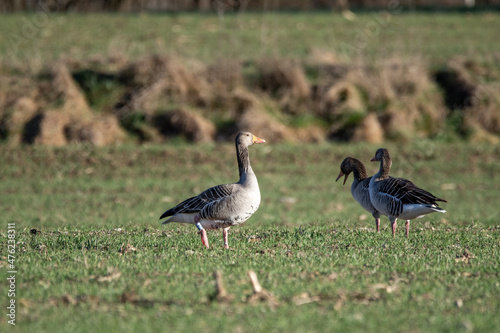 pair of geese