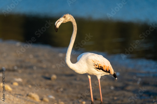 Flamingos at Ras al Khor Natural reserve, located in Dubai, United Arab Emirates. 