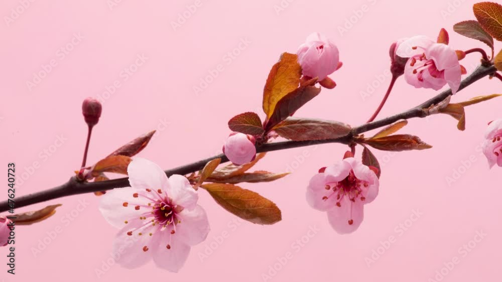 4K Time Lapse of flowering Cherry flowers on pink background. Spring timelapse of opening Sakura flowers on branches Cherry tree.