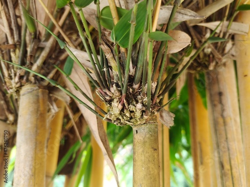 close up view of yellow bamboo tree branch