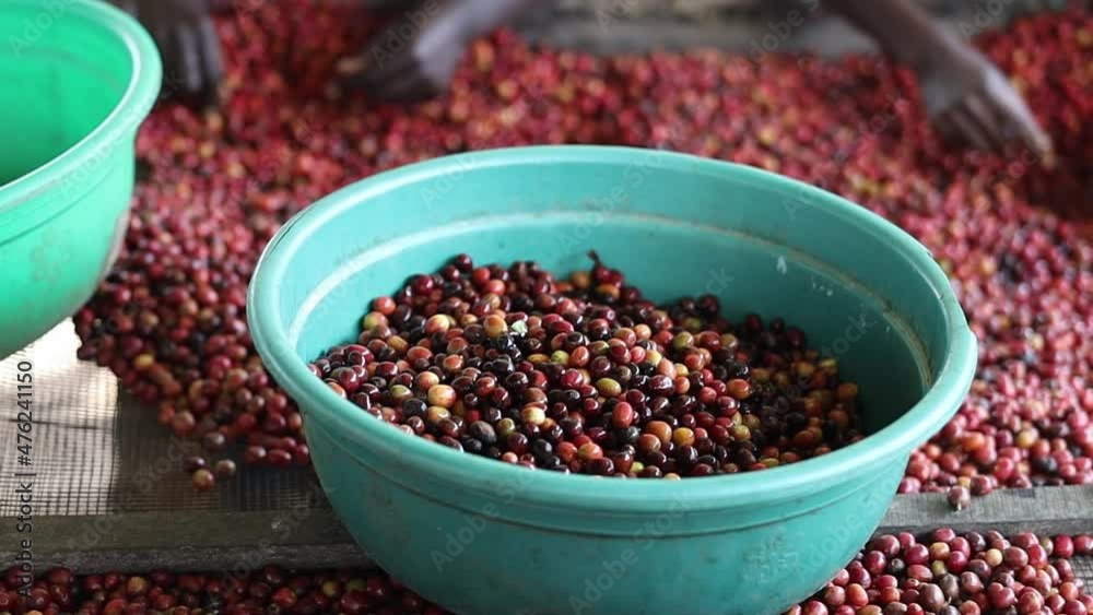 workers are picking out bad coffee beans on washing station. High quality FullHD footage