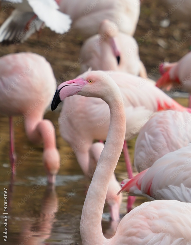 Naklejka premium Flamant Rose