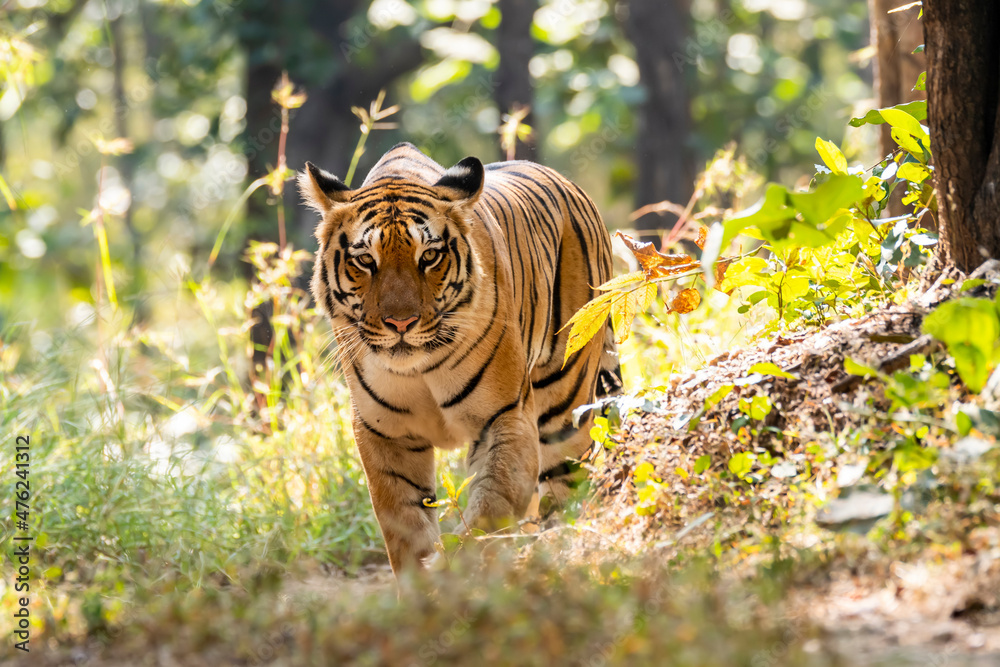 Fototapeta premium A female tigress walking head-on towards the photographer inside Pench tiger reserve during a wildlife safari