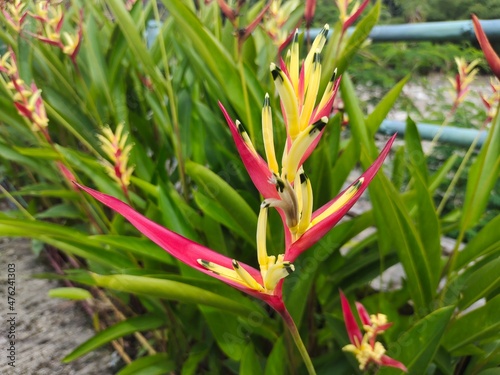 colorful heliconia psittacorum flower in natural garden, red yellow flower
