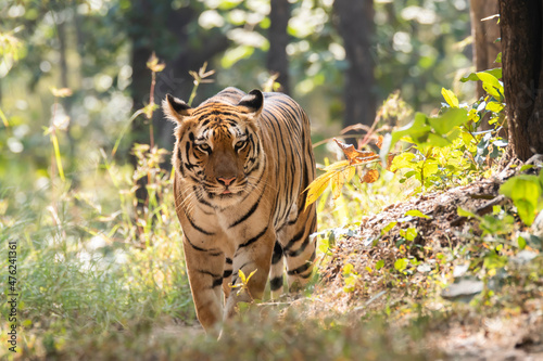 A female tigress walking head-on towards the photographer inside Pench tiger reserve during a wildlife safari