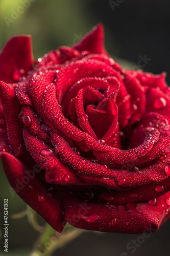 Rose flower blooming  in roses garden. Nature.