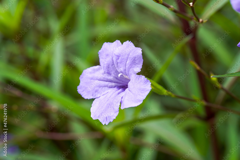 Close-up of a blooming purple daffodil Stock Photo | Adobe Stock