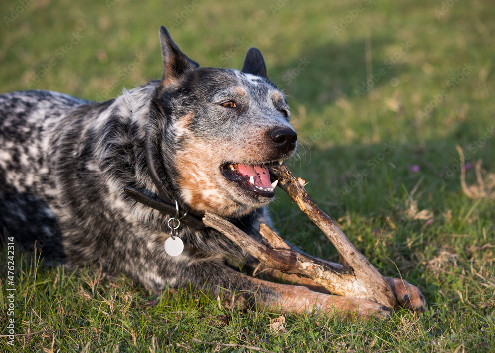 Young male Australian Cattle Dog (Blue heeler) laying on the grass chewing a stick