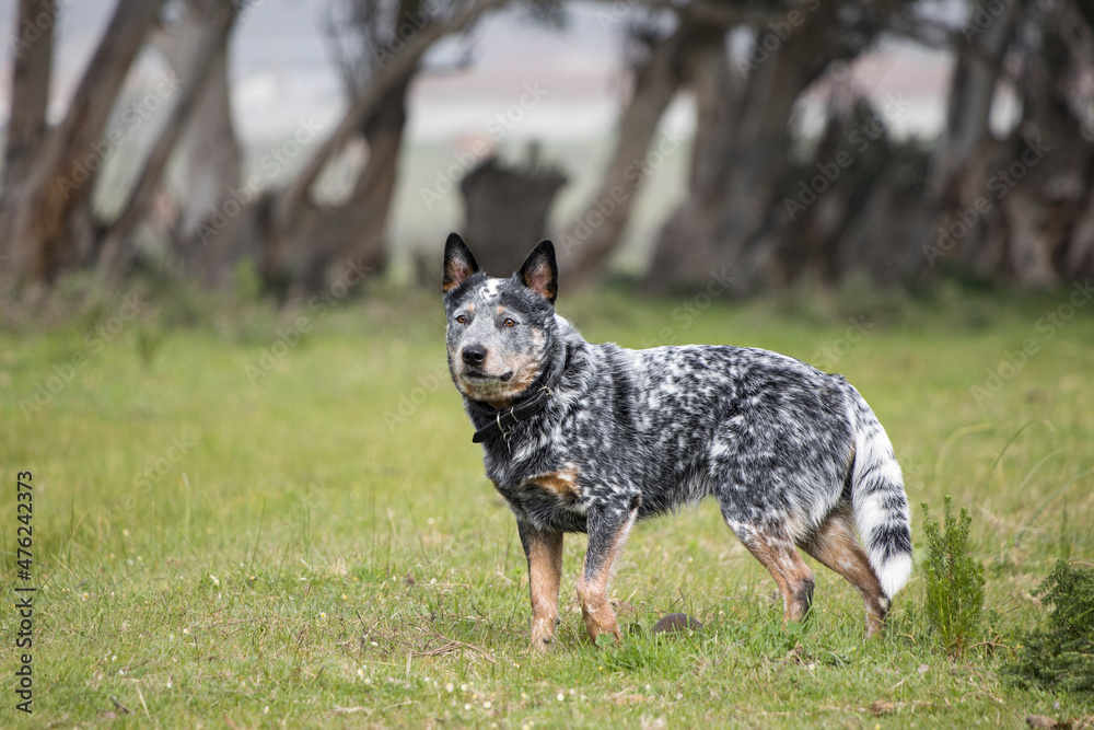 Young male Australian Cattle Dog (Blue heeler) on a farm alert and working Young male Australian Cattle Dog (Blue heeler) on a farm alert and working
