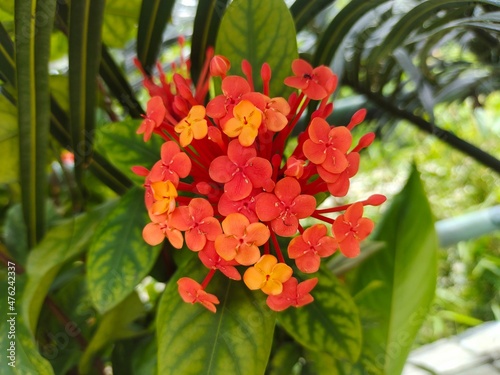 close up view of red ixora chinesis flower