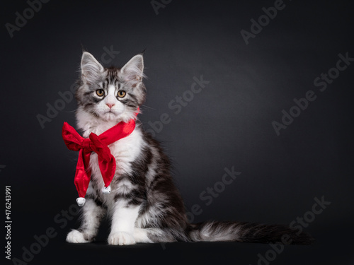 Adorable Maine Coon cat kitten  sitting facing front wearing bow tie around neck. Looking towards camera. Isolated on a black background wit copy space.