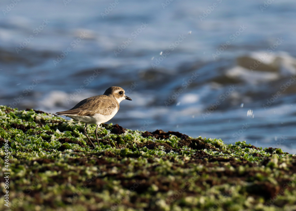Lesser sand plover standing on the rock. The lesser sand plover is a small wader in the plover family of birds. Charadrius mongolus. Lesser sand plover standing on the rock. The lesser sand plover is a small wader in the plover family of birds. Charadrius mongolus.