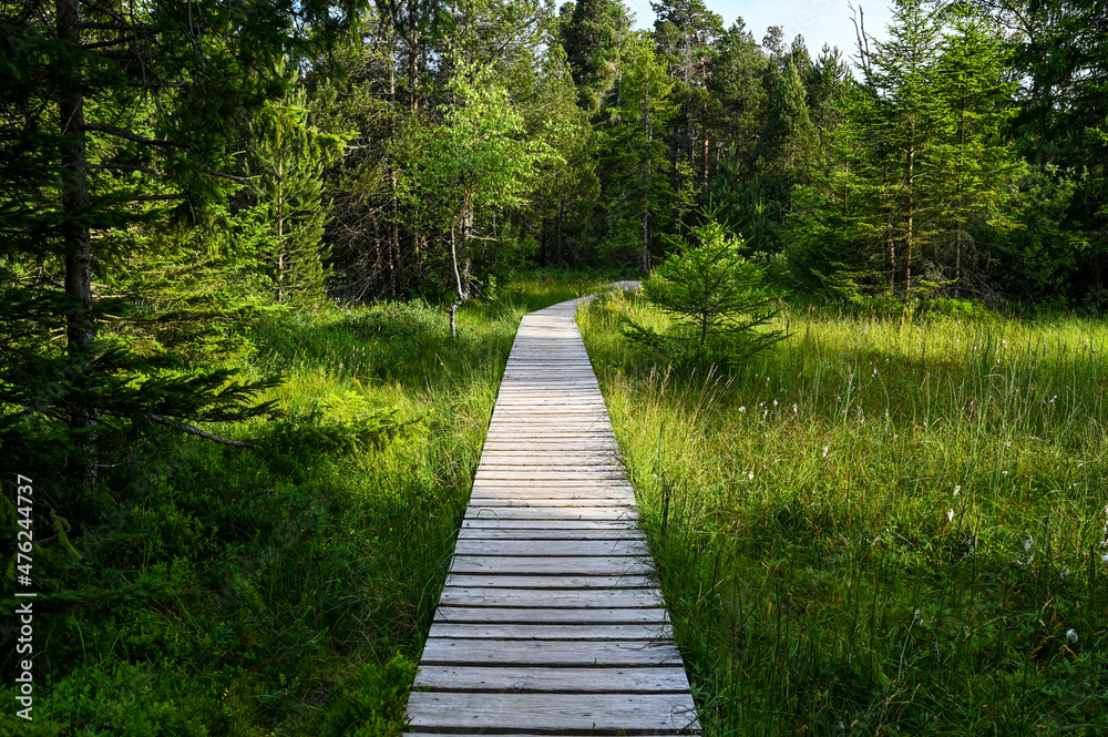 Straight wooden footbridge leads through a swamp in the Black Forest, Germany. Straight wooden footbridge leads through a swamp in the Black Forest, Germany.