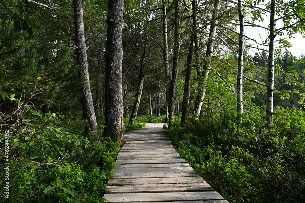 Fototapeta premium Straight wooden footbridge leads through a swamp in the Black Forest, Germany.