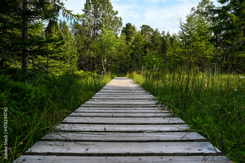 Straight wooden footbridge leads through a swamp in the Black Forest, Germany.