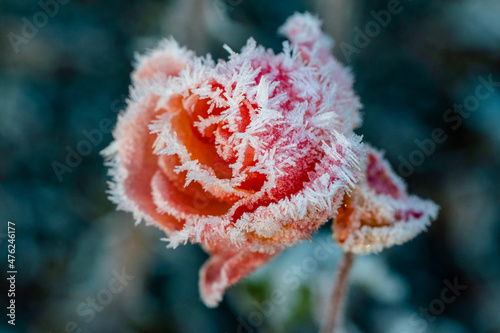 frozen rose leaves