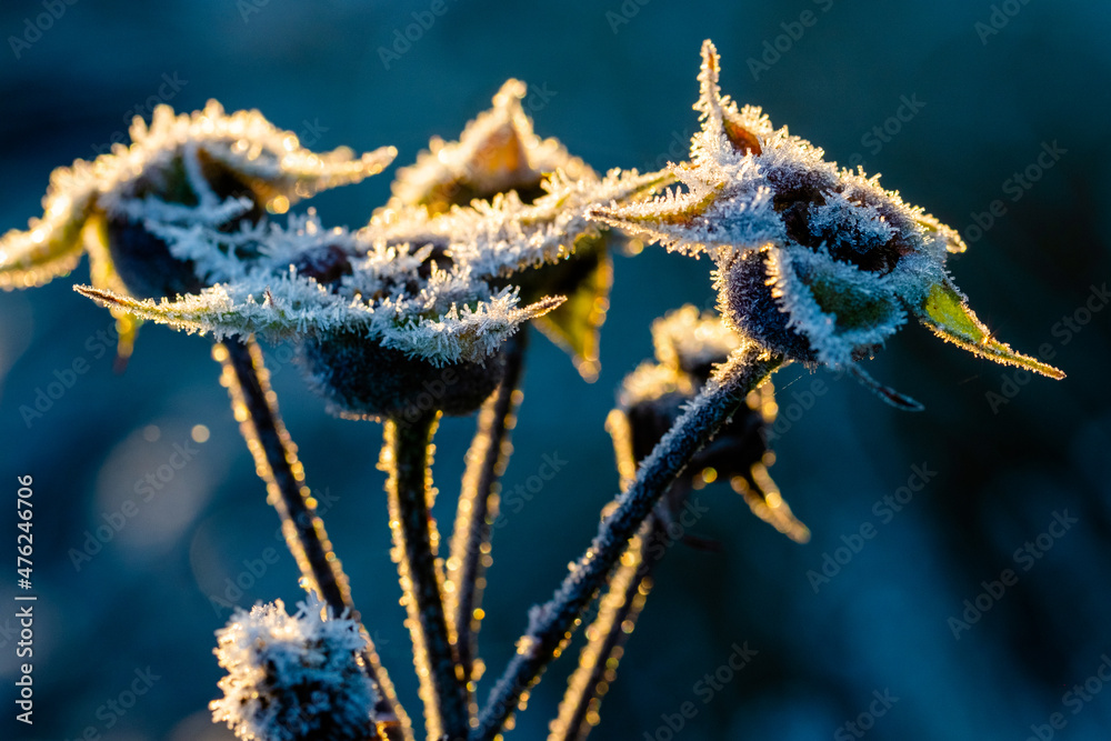 Naklejka premium frozen flower